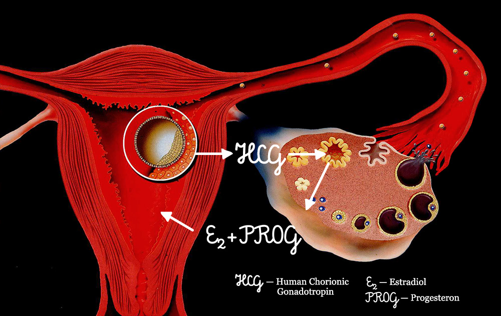 Naturally conceived pregnancy in the first trimester
